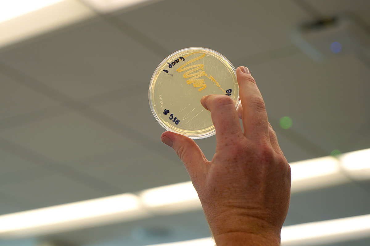MRSA sample on petri dish 