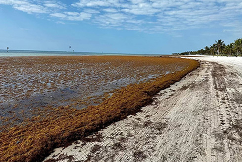 Sargassum on a beach