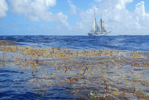 Sargassum on the water with a sailboat in the background