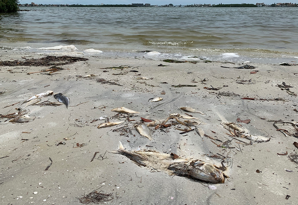 dead fish on the shore