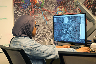 USF student at computer looking at brain scan
