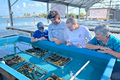 USF’s Keys Marine Laboratory welcomes 1,050 coral babies to help restore Florida’s reef after bleaching event