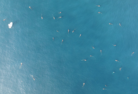 aerial image of boat near sharks