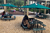 USF’s Student Green Energy Fund projects make a lasting impact on campus sustainability