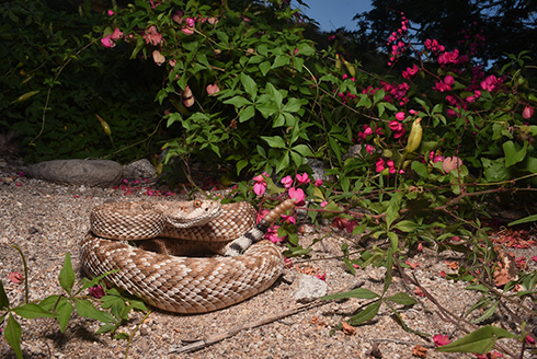A rattlesnake sitting in front of a bush with pink flowers
