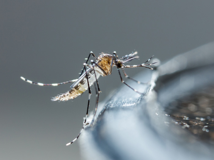 Dengue in Tampa Bay: What residents need to know about symptoms and prevention