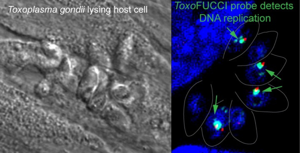 Taxoplasma parasite under a microscope 