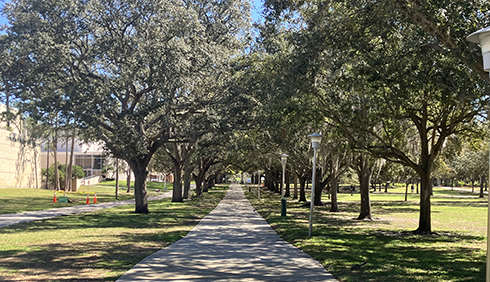 trees in lines