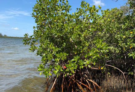mangroves