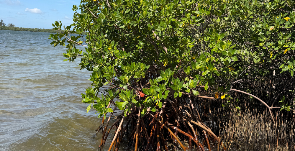 mangrove trees in Tamp Bay