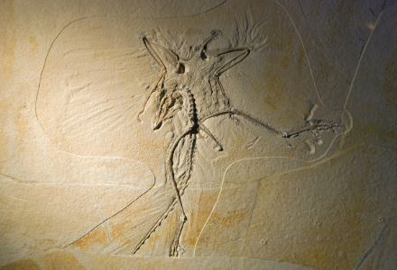 Thermopolis specimen