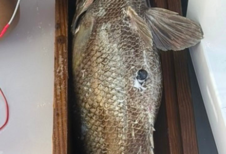 Acoustic transmitter tag insterted into cobia