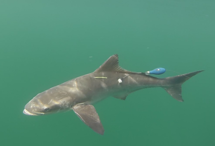 Tagged cobia fish