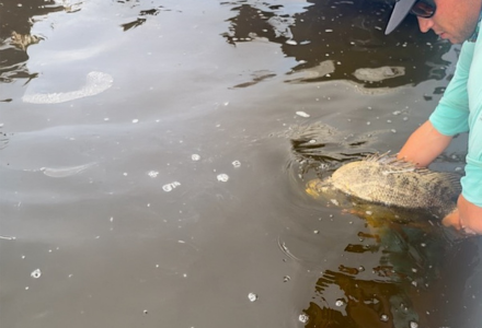 Tripletail fish being released into the Gulf