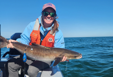 Cobia fish