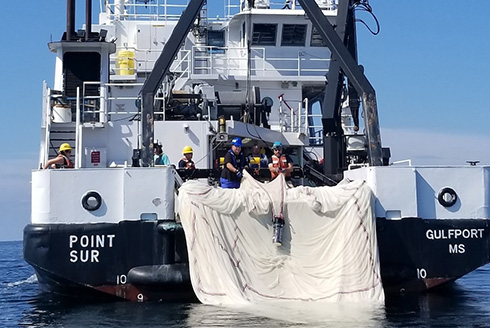 Research vessel studies Gulf marine life
