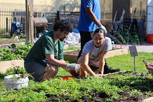 USF students and Tampa Bay Lightning community members joined forces at UACDC Harvest Hope Park for the USF Center for Leadership & Civic Engagement Volunteer in the Garden event.
