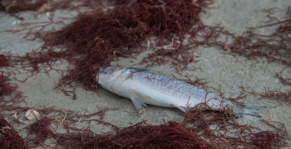 fish kills due to kerenia brevis
