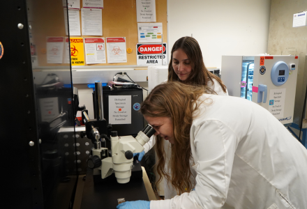 Doctoral students look into a microscope