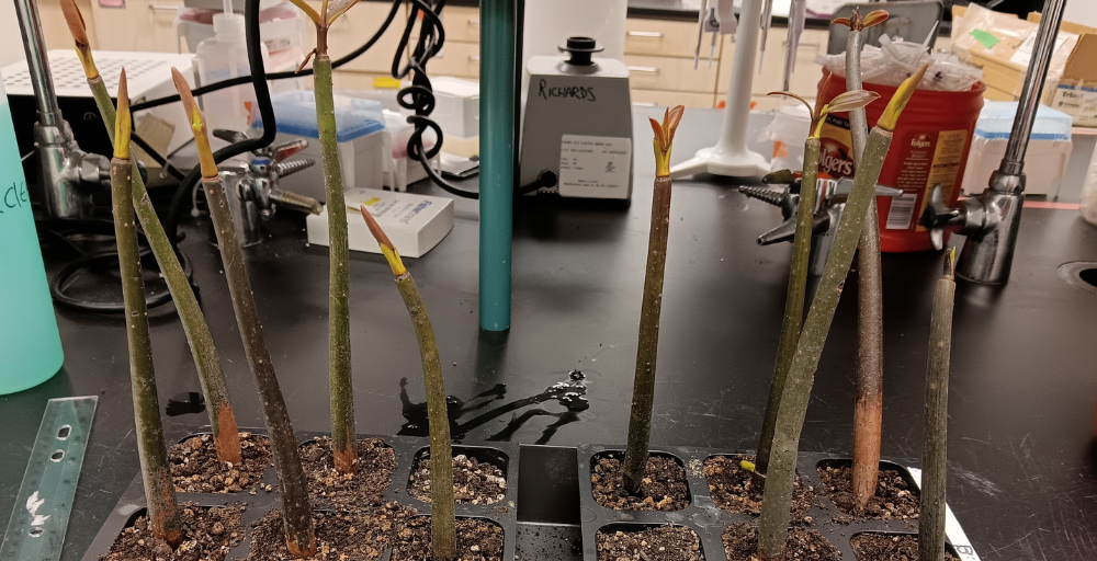 mangrove plants  
