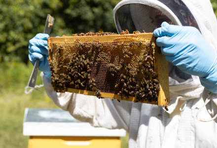 Kobe in beekeeping suit inspecting a beehive frame covered in bees and honey