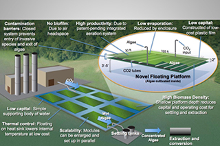 commercial-scale algae operation