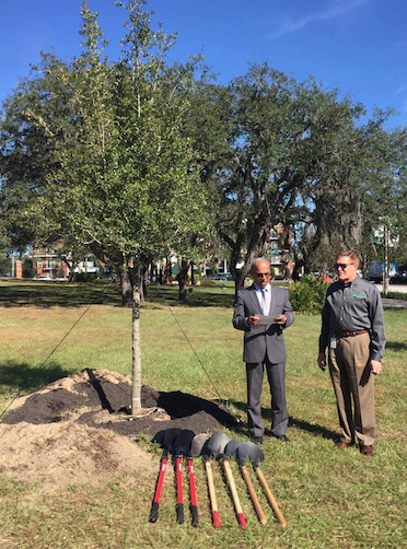 tree planting