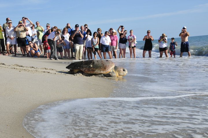 tour de turtles