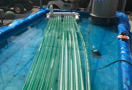 Algae Research