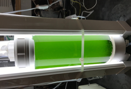 Algae Tube