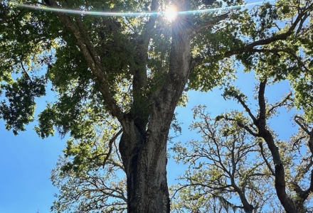 Diana's Tree