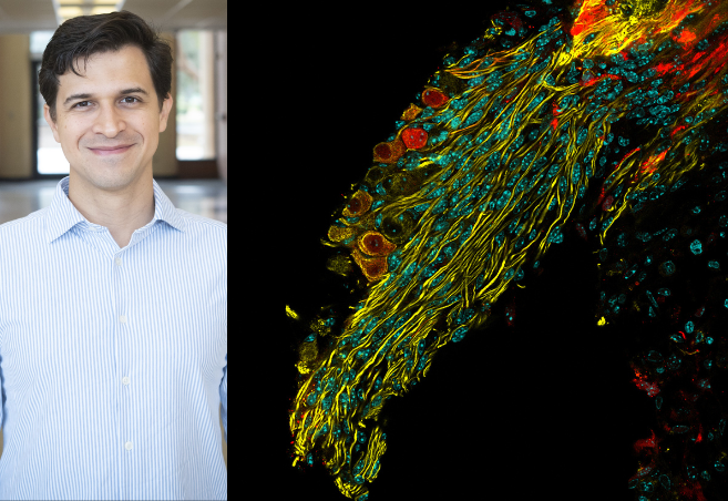 A headshot of Nikollas Benites, Postdoctoral Researcher