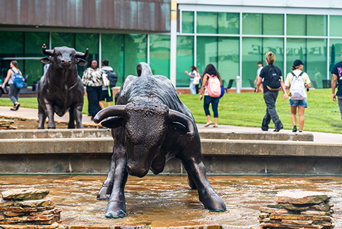 Bull statues on the Tampa campus surrounded by students