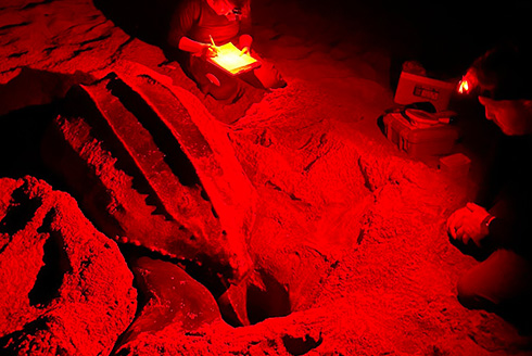 Turtles hatching in the dark