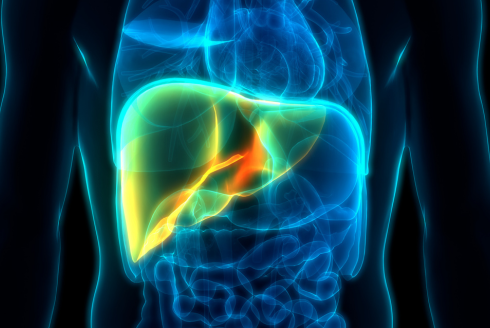 Internal medical scan highlighting the liver in the human body among other internal organs
