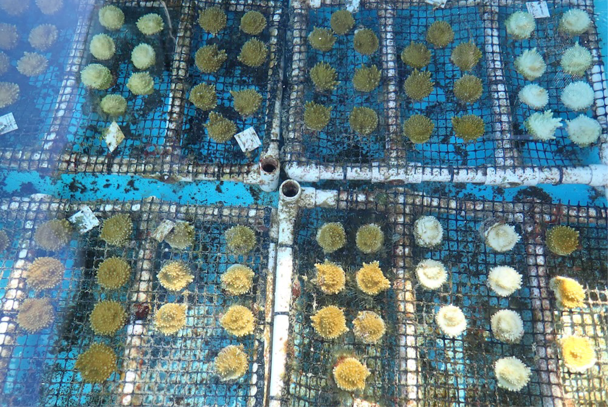 Rescued corals in temperature-controlled seawater tables at Keys Marine Laboratory