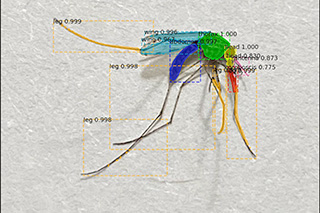 mosquito