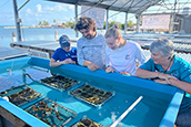 researchers studying coral