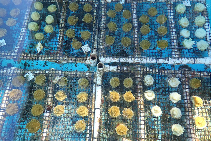 Rescued corals in temperature-controlled seawater tables at Keys Marine Laboratory