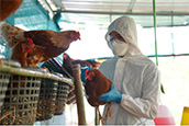 researcher with chickens