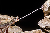 salamander