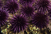 sea life