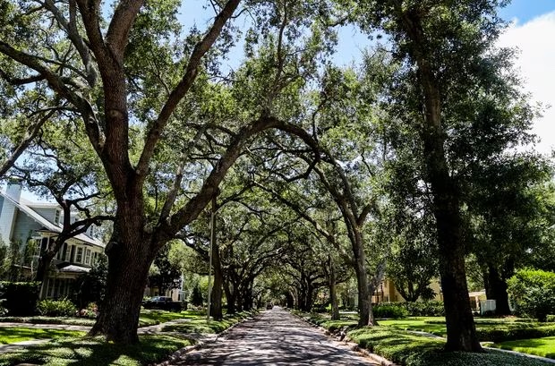 Tampa tree canopy