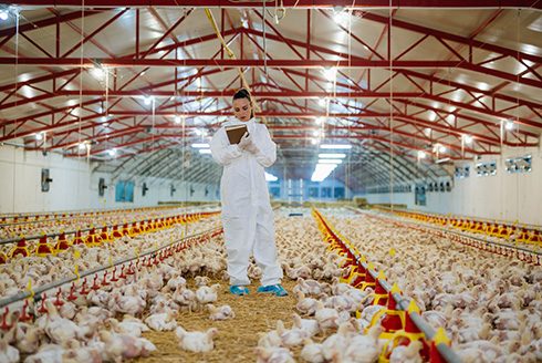 chicken farm