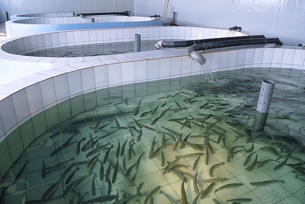 fish farm