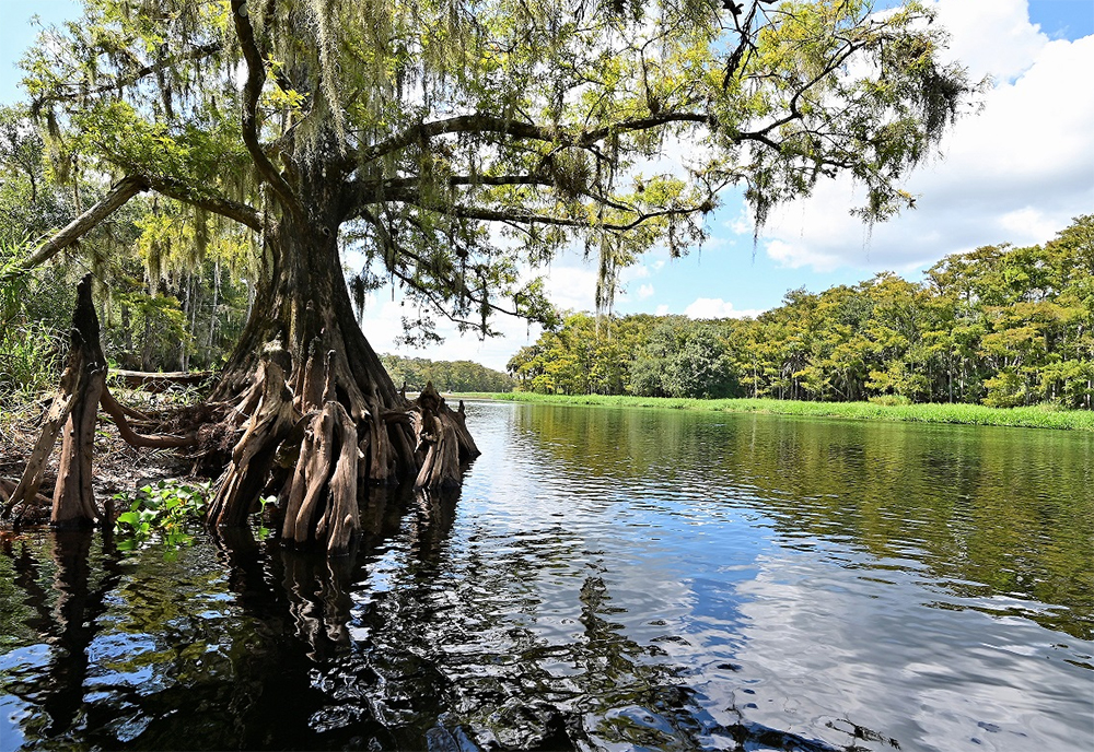 Fisheating Creek