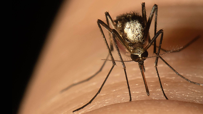 Mosquito watch: USF researchers urge use of global dashboard in light of recent malaria cases