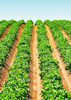 Seeking Approaches to Reduce the Application Cost of an Agrochemical Active Ingredient