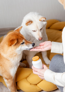 Mastitis challenge model in non-lactating dairy animals