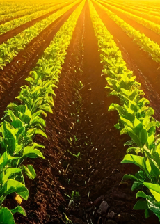 Seeking Innovations for Altering Chromosomal Recombination in Crop Plants